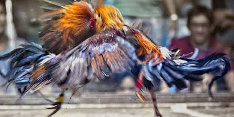 Bảng tỷ lệ kèo cược đá gà trực tuyến minh bạch