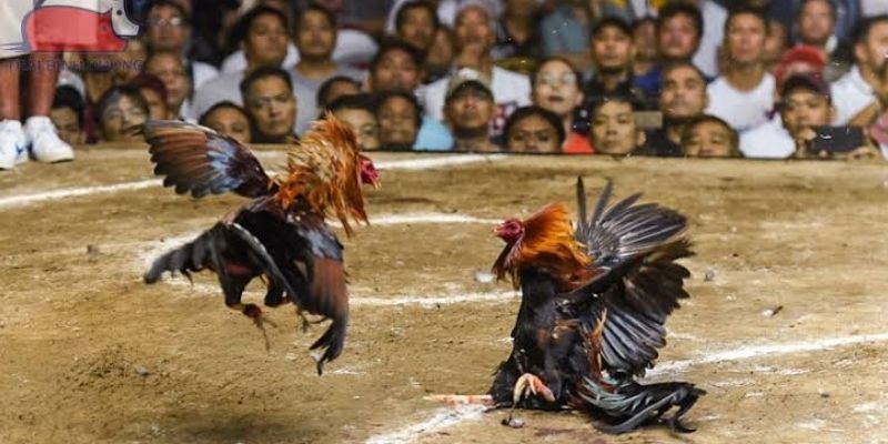 Kỹ thuật soi hình dáng chiến kê trên sòng cược